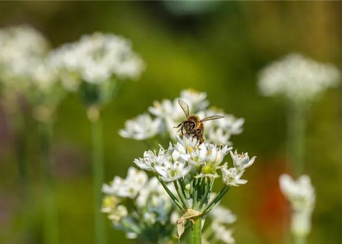Allium nigrum Allium nigrum