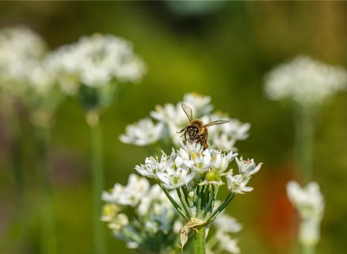 Schwarzer Lauch Schwarzer Lauch