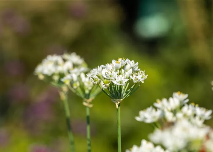 Allium cowanii (neapolitanum)
