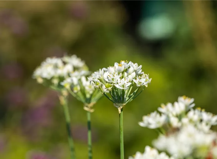 Neapel-Lauch Neapel-Lauch