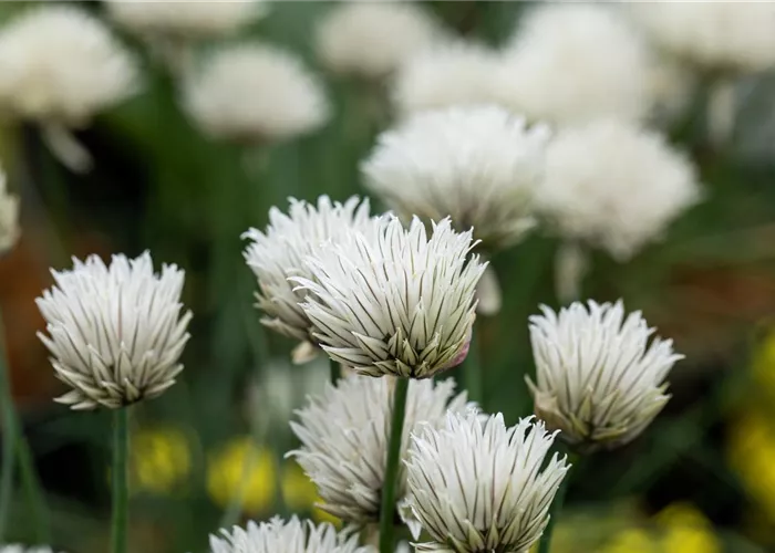 Allium schoenoprasum 'Elbe'