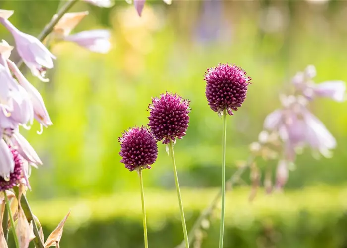Allium sphaerocephalon