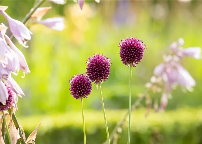 Allium sphaerocephalon Allium sphaerocephalon