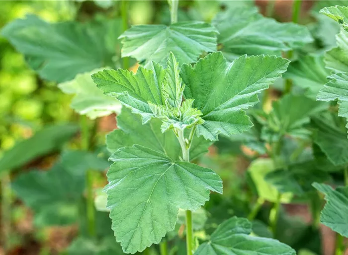Echter Apotheker-Eibisch