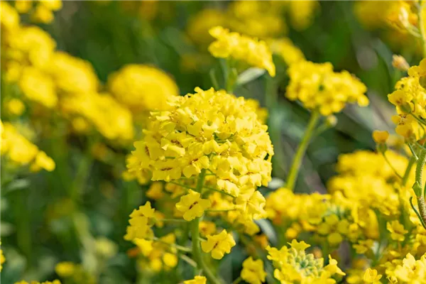 Garten-Berg-Steinkraut 'Berggold'