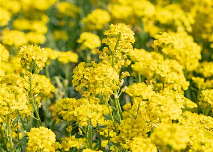 Alyssum montanum 'Berggold'