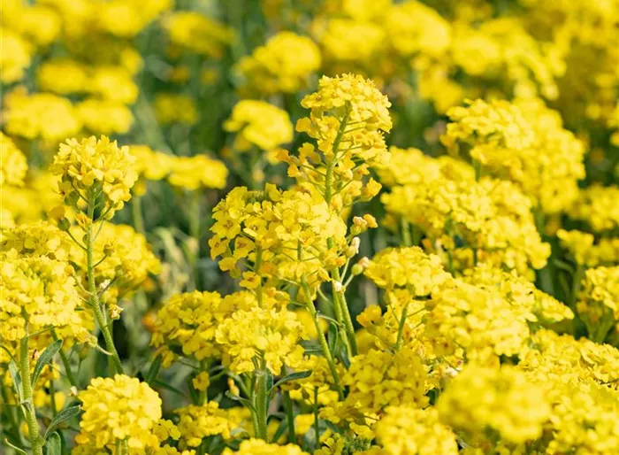 Garten-Berg-Steinkraut 'Berggold'