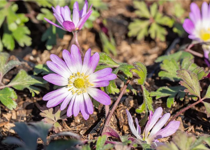 Anemone blanda 'Pink Star' Anemone blanda 'Pink Star'