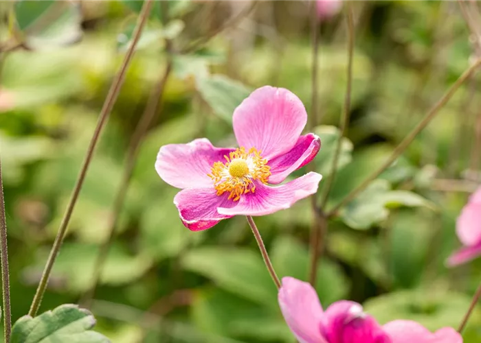 Anemone hupehensis 'Splendens'