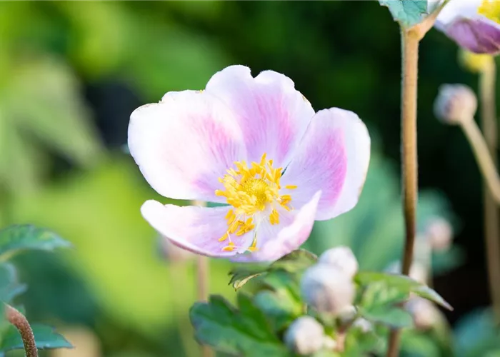 Anemone hupehensis 'Septembercharme'