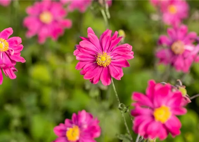 Anemone x japonica 'Bressingham Glow'