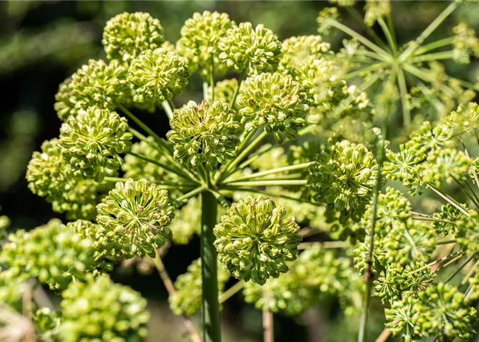 Angelica archangelica