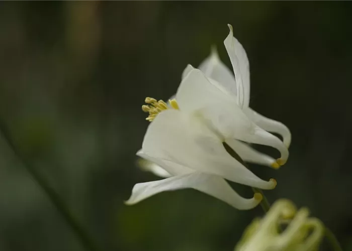 Aquilegia vulgaris 'Alba'