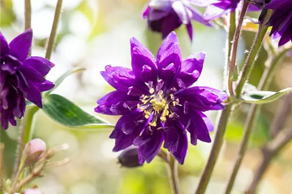 Garten-Akelei 'Blue Barlow'