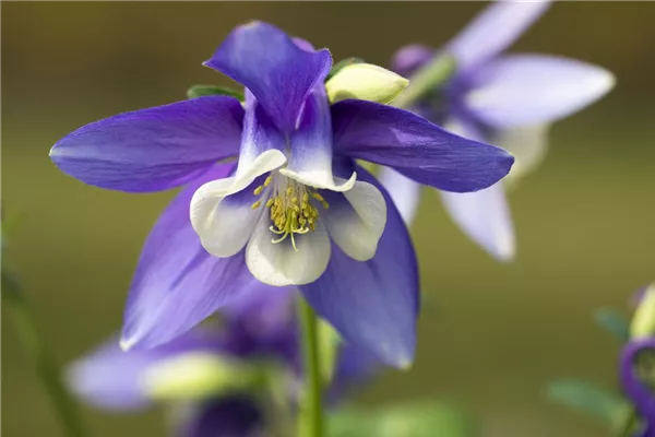 Langspornige Garten-Akelei 'Blue Star'