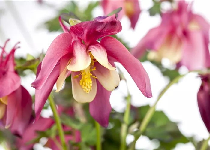 Aquilegia x caerulea 'Crimson Star'