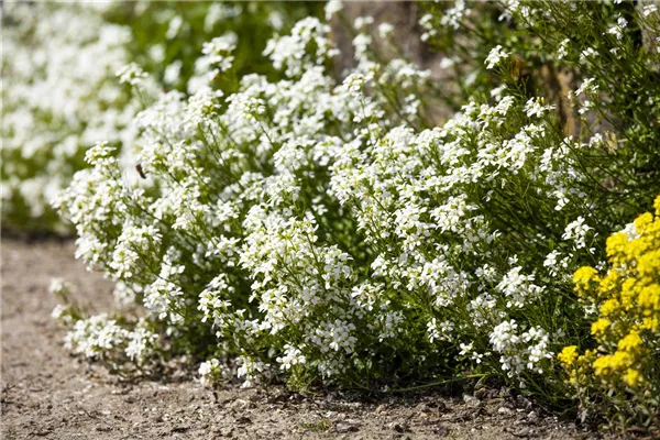 Kaukasus-Gänsekresse 'Bakkely'