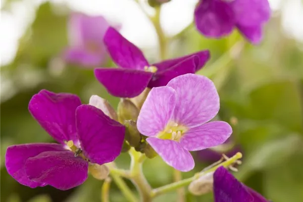 Garten-Gänsekresse 'Pinki'