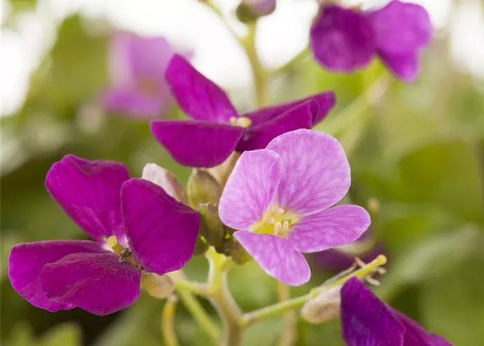 Arabis caucasica 'Pinkie'