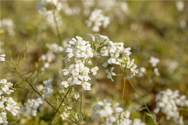Kleine Garten-Gänsekresse 'Old Gold'