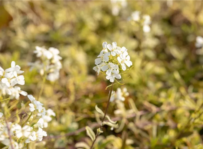 Kleine Garten-Gänsekresse 'Old Gold'