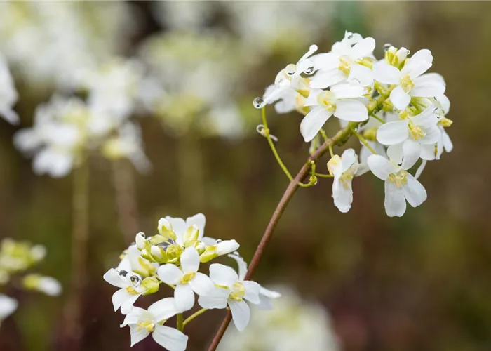Arabis procurrens 'Neuschnee'