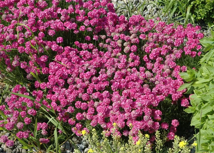 Armeria maritima 'Düsseldorfer Stolz'