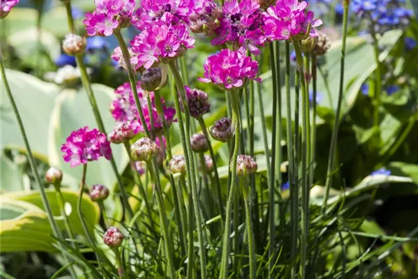 Garten-Grasnelke 'Frühlingszauber'