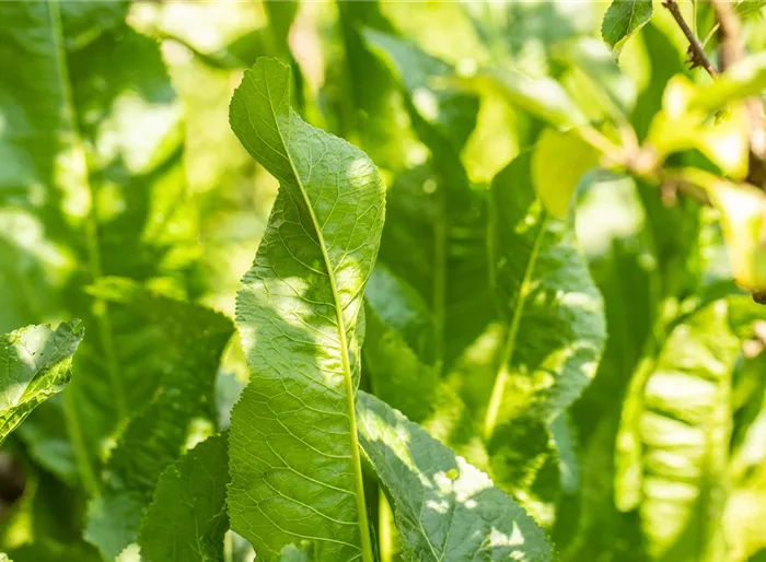 Gewöhnlicher Meerrettich