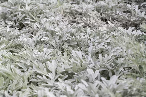 Silber-Wermut 'Mori´s Form'
