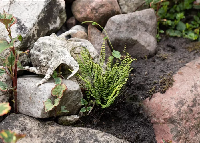 Asplenium trichomanes