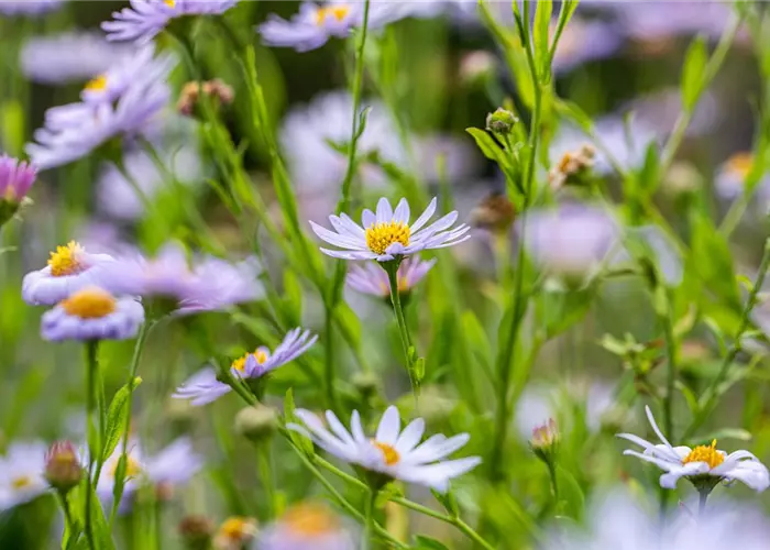 Aster amellus 'Danzig'