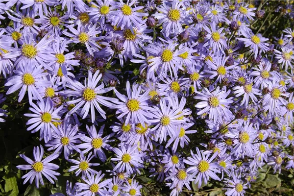 Garten-Sommer-Aster 'Glücksfund'