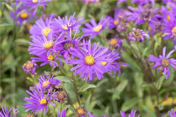 Garten-Glattblatt-Aster 'Dauerblau'