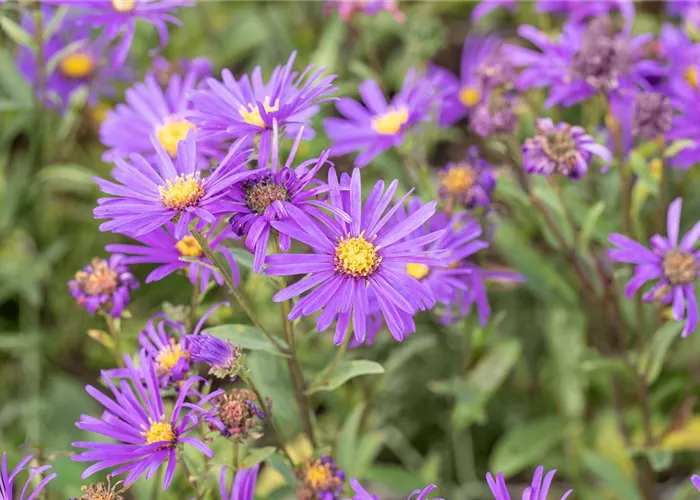 Aster novi-belgii 'Dauerblau'
