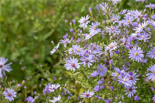 Garten-Schleier-Aster 'Little Carlow'