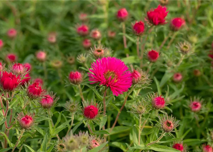 Aster novae-angliae 'Alma Pötschke'