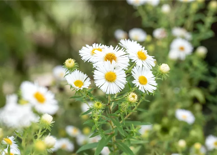 Aster novae-angliae 'Herbstschnee'