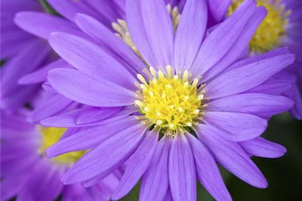 Garten-Glattblatt-Aster 'Blaue Nachhut'