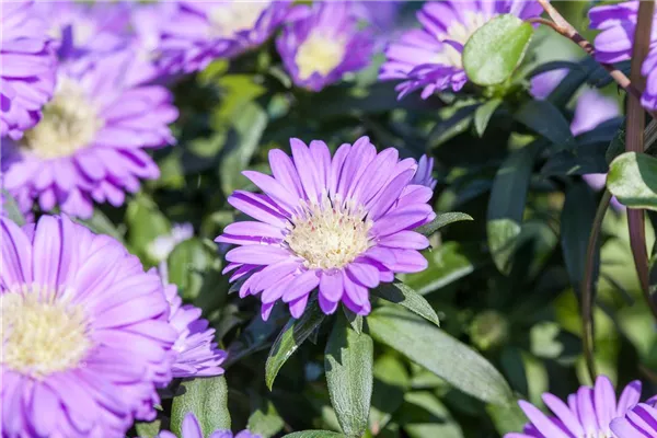 Garten-Glattblatt-Aster 'Nachthimmel'