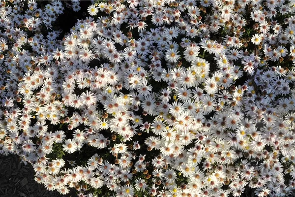 Garten-Kissen-Aster 'Niobe'