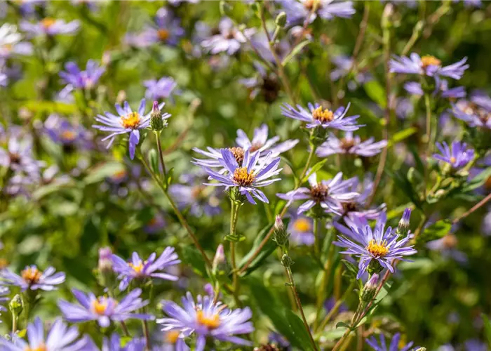 Aster x herveyi 'Twilight'