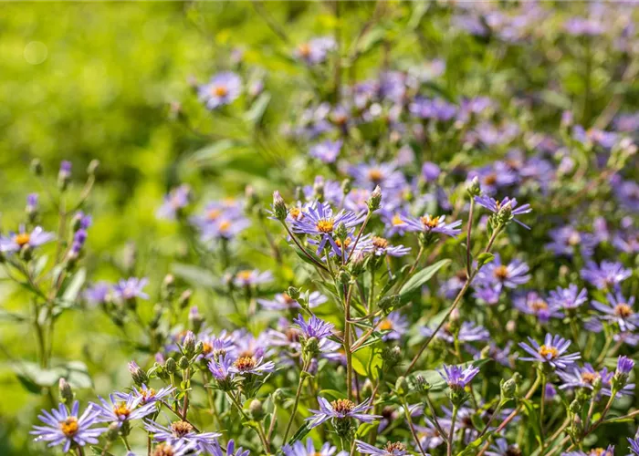 Aster x herveyi 'Twilight'
