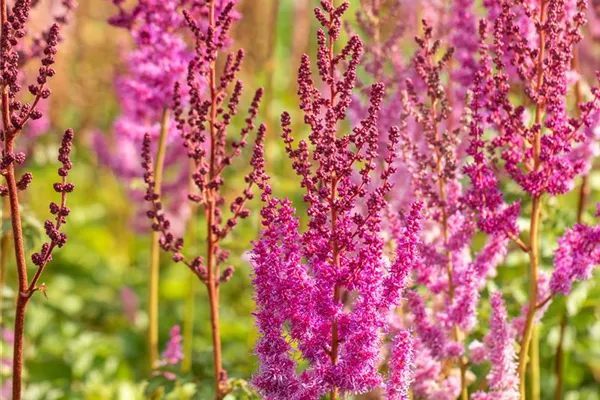 Lanzen-Astilbe 'Purpurkerze'