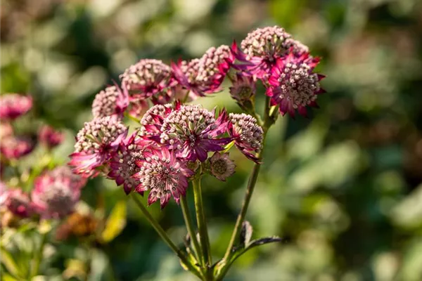 Garten-Sterndolde 'Rosensinfonie'
