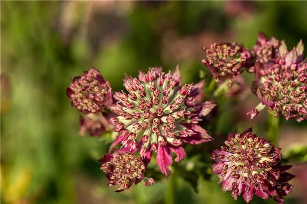 Garten-Sterndolde 'Moulin Rouge'®