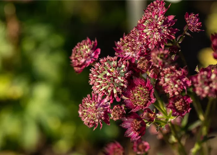 Astrantia major 'Moulin Rouge' -R-