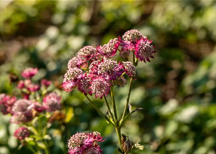 Astrantia major 'Rosensinfonie'