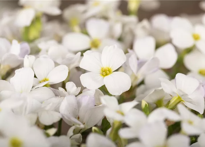 Aubrieta x cult.'Alba'