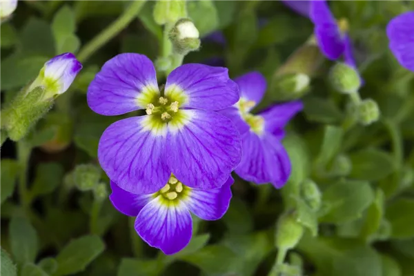 Garten-Blaukissen 'Blaumeise'